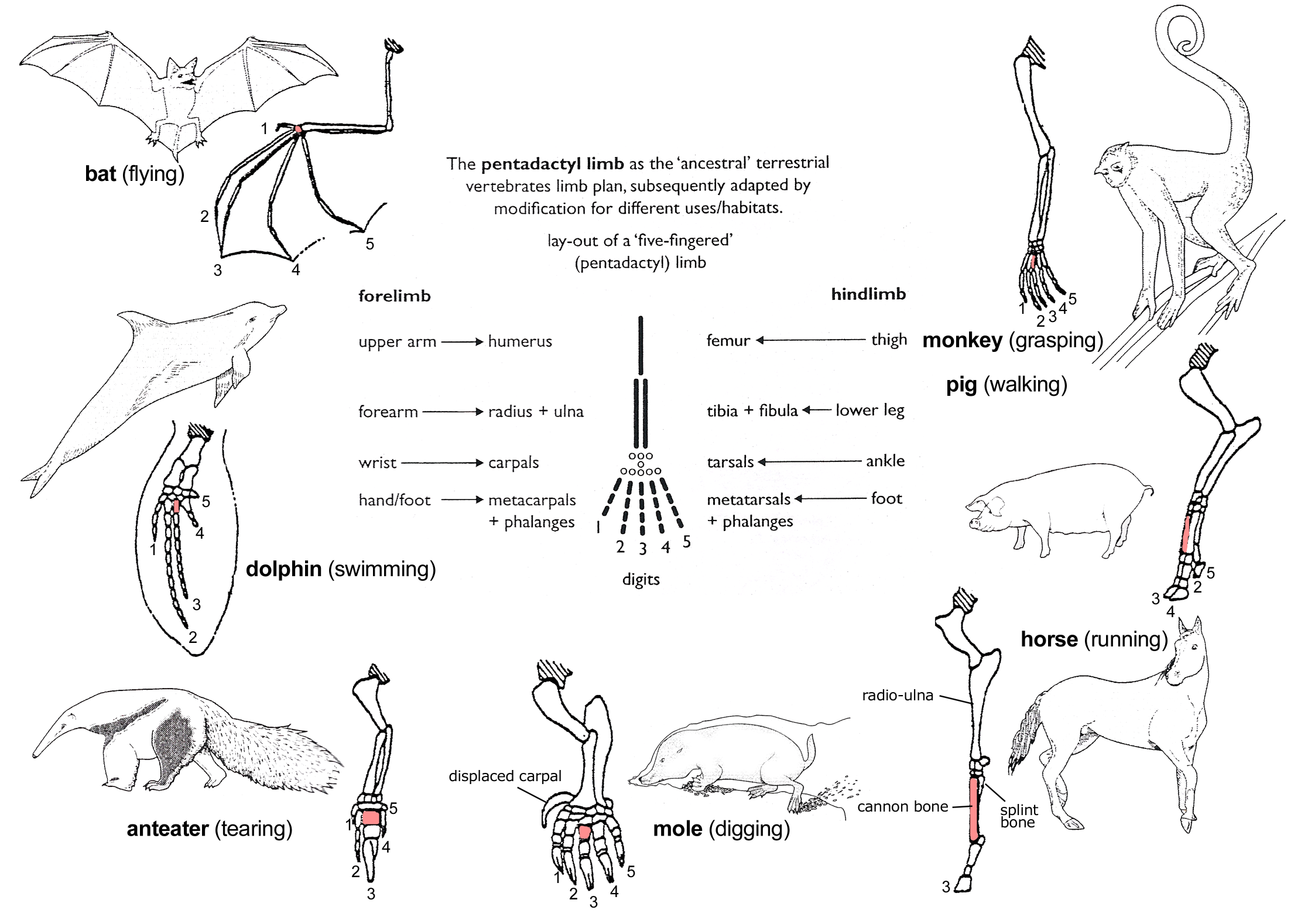 vertebrate-limb.png